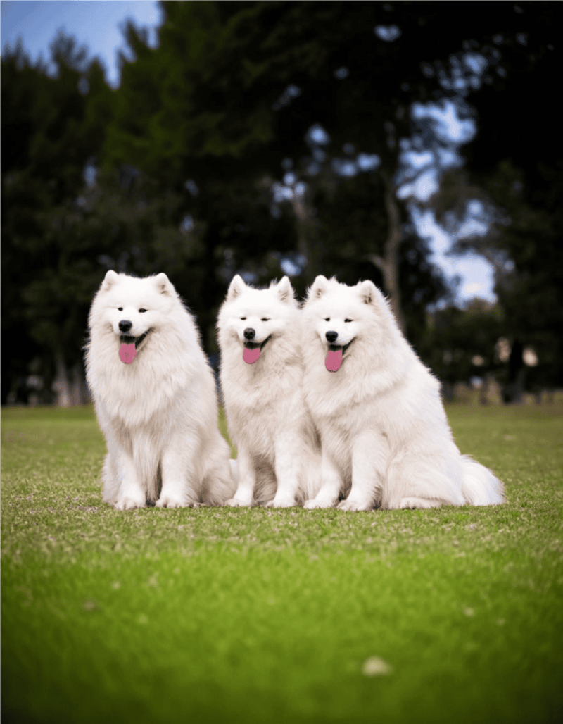 Happy Samoyed dogs sitting on grass in a park, outdoor setting, adorable and friendly.