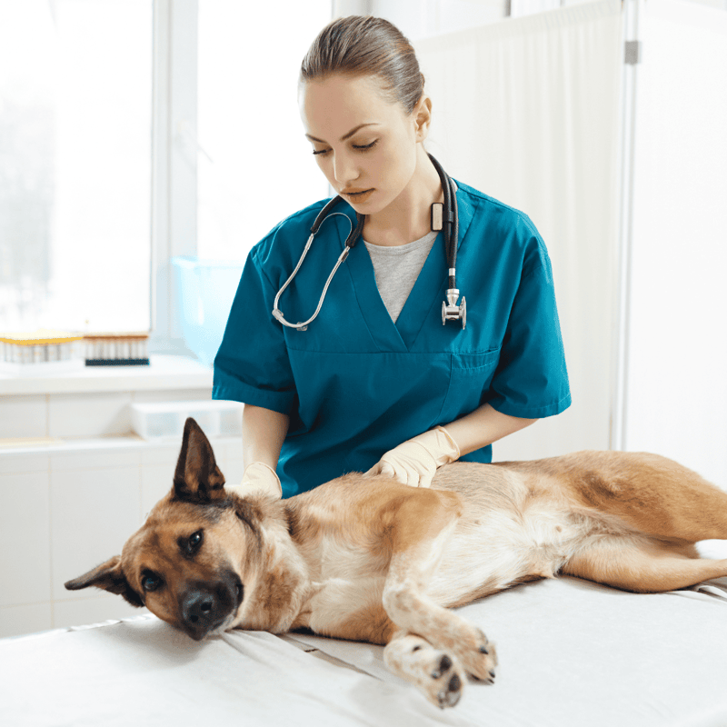 Vet caring for a dog in clinic.