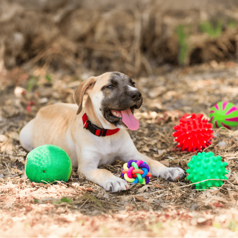 Dog playing with colorful rubber and plush toys outdoors, perfect for dog enrichment and fun.