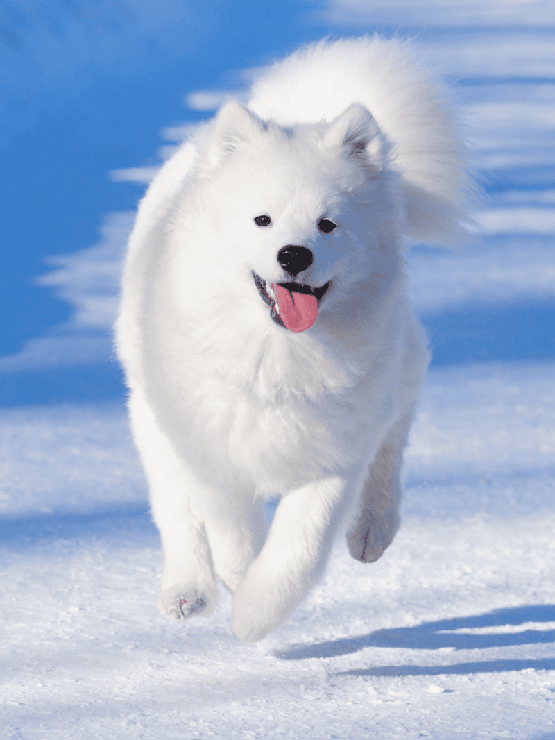 Happy fluffy dog running in snow during winter on a clear day.