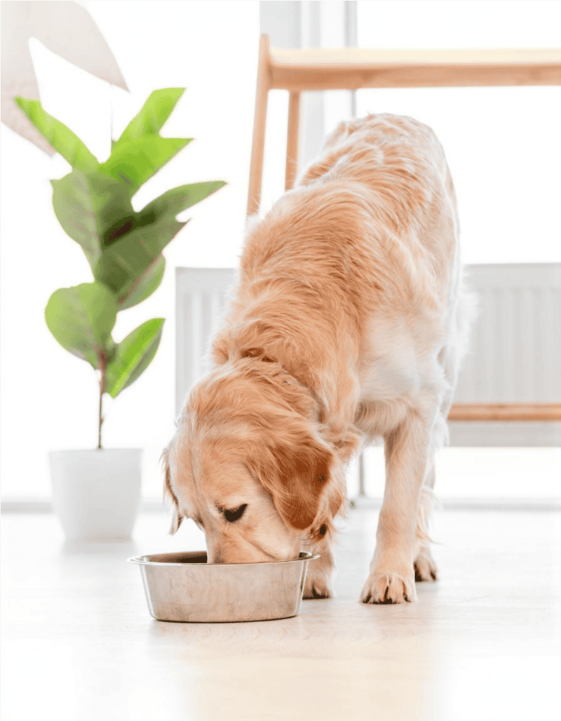 Golden retriever dog eating from a food bowl at home, dog nutrition, pet care.