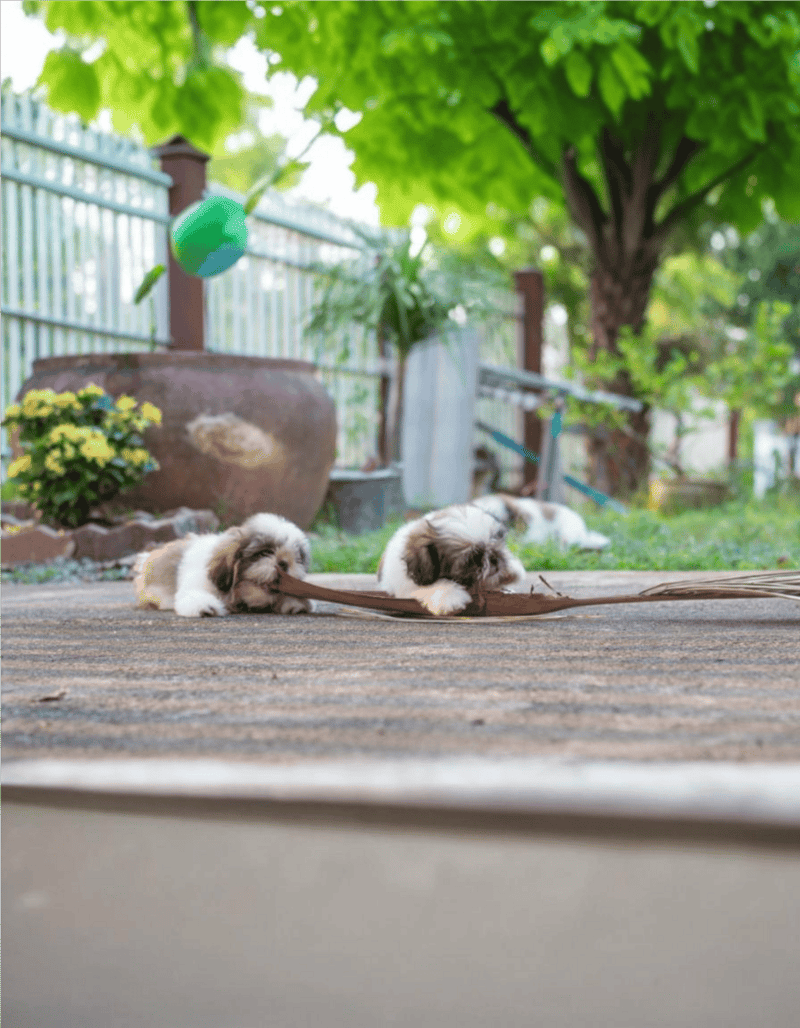 Adorable puppies playing with a stick on a garden patio, surrounded by greenery and flowers.