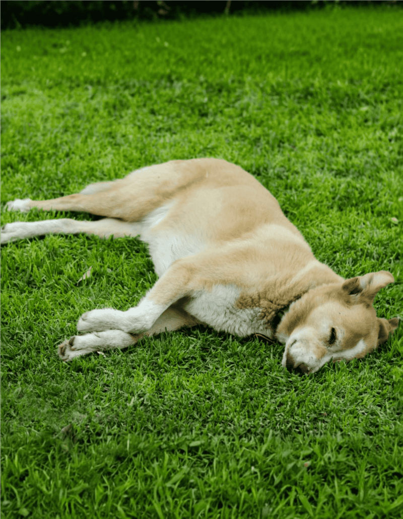 Dog lying peacefully on lush green grass, enjoying outdoor relaxation and sunshine.