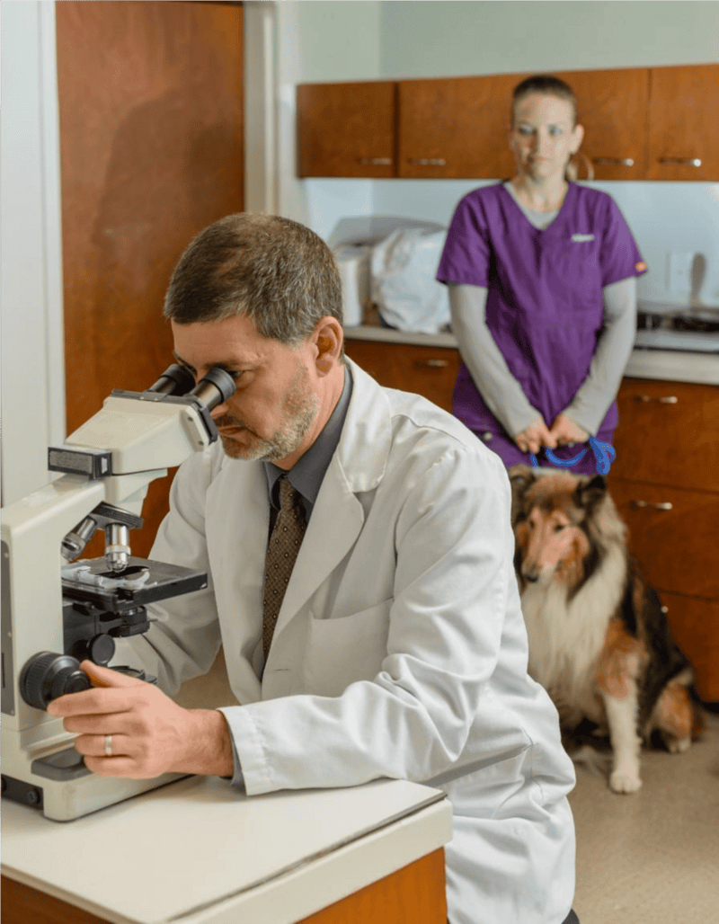 Vet technician and dog at veterinary clinic, pet health exam, animal care, professional pet wellness service.