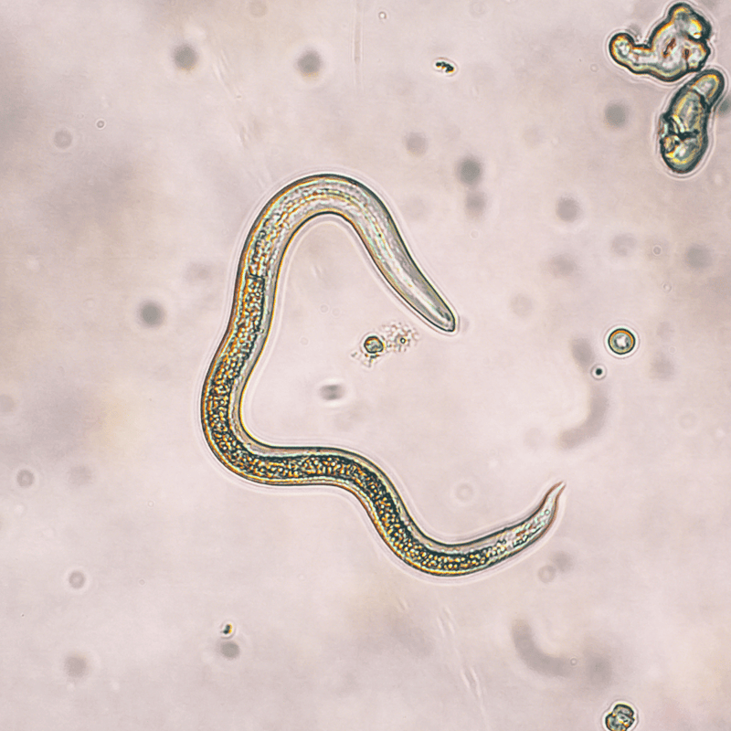 Close-up of tiny parasitic worm, microscopic view, biological illustration, disease research, scientific image.