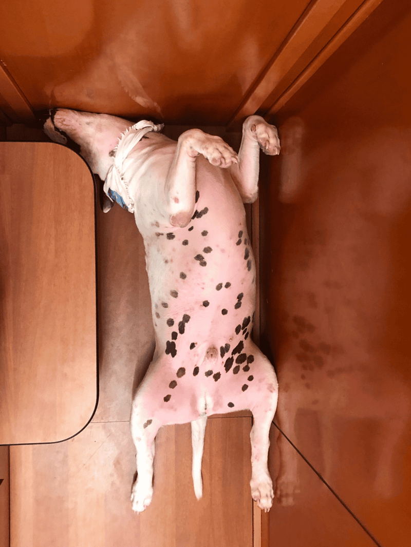 Adorable Dalmatian puppy lying on its back on wooden floor, adorable sleeping dog.