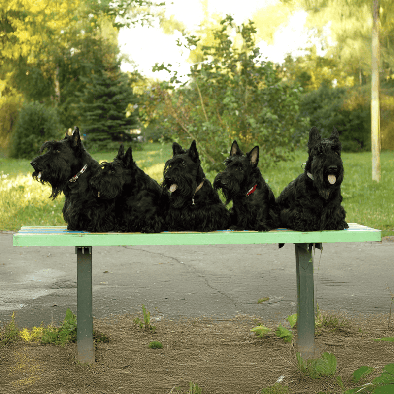 Adorable Scottish Terriers resting together in a lush park setting.