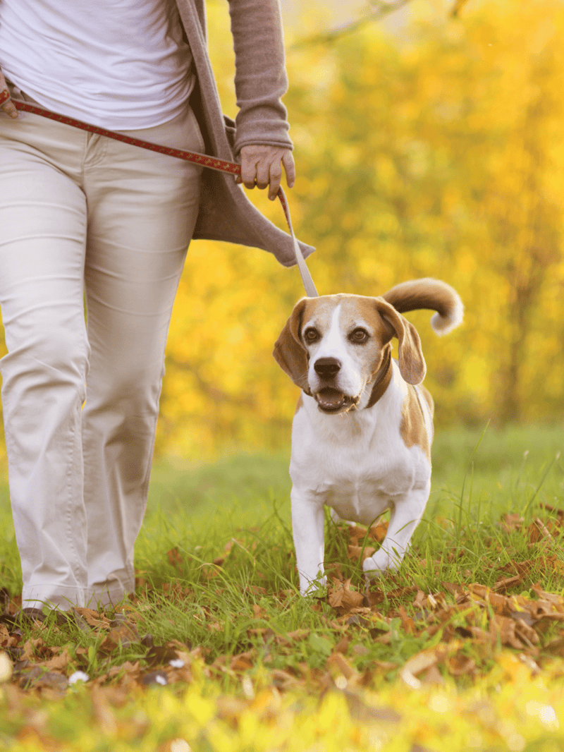 Dog on a leash during fall walk in a park.
