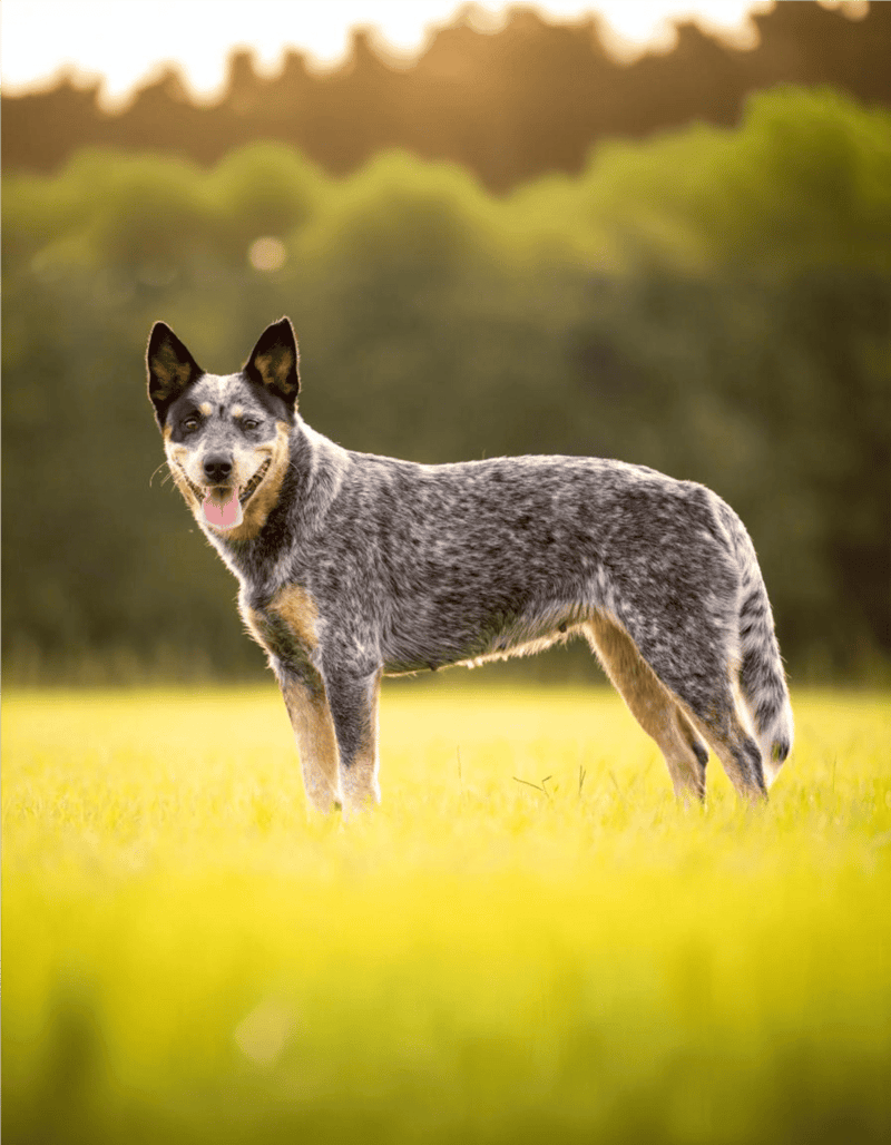 Smart and active Australian Cattle Dog in a sunny grassy field.