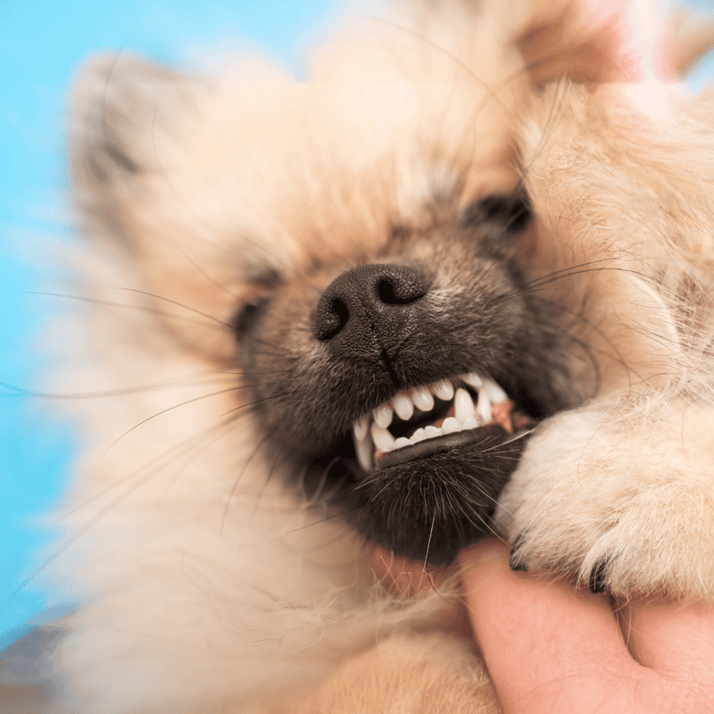Close-up of a cute, furry puppy playfully biting a person's finger, showcasing adorable, healthy pet behavior.