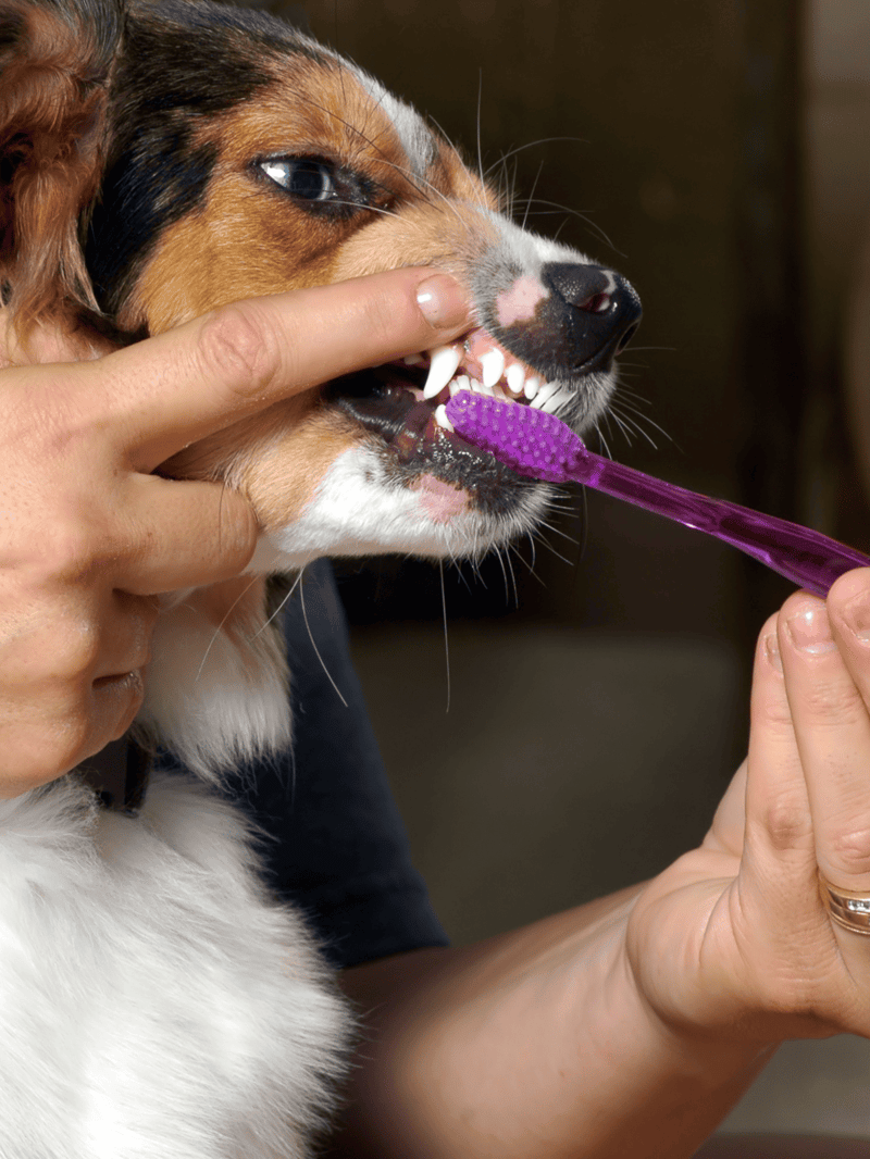 Close-up of a person brushing a dog's teeth with a purple toothbrush for dental health.