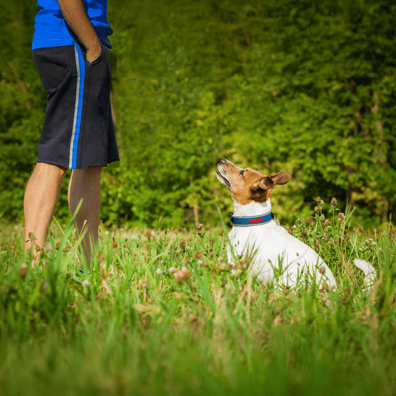 Dog sitting attentively during outdoor training session with owner.