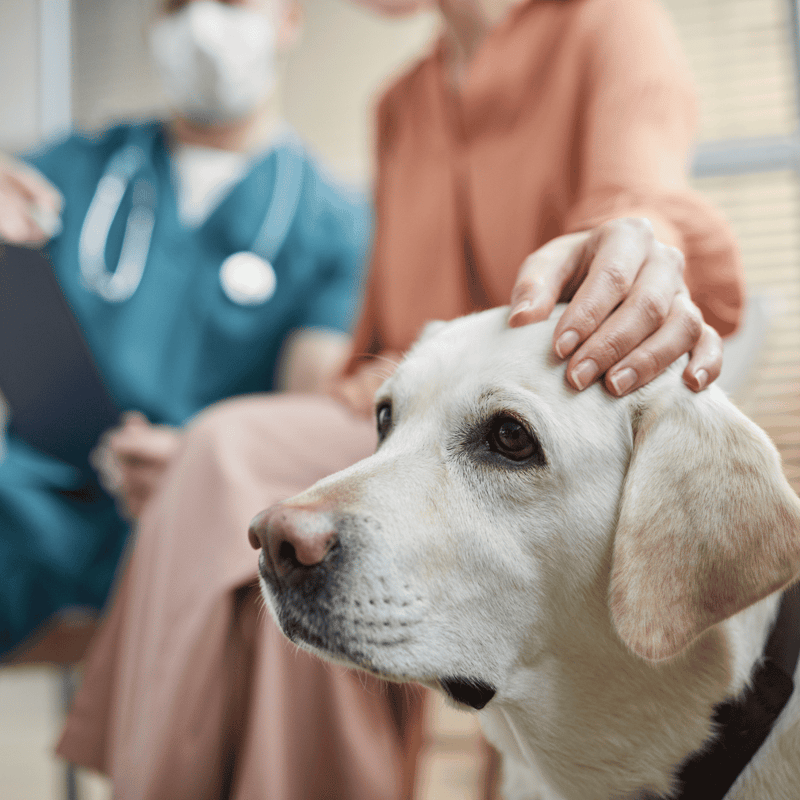 Friendly veterinary care for dogs and pets.