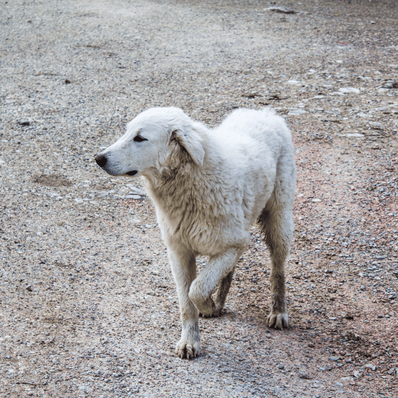 Adorable white puppy walking on gravel surface, perfect for dog lovers and pet photos.