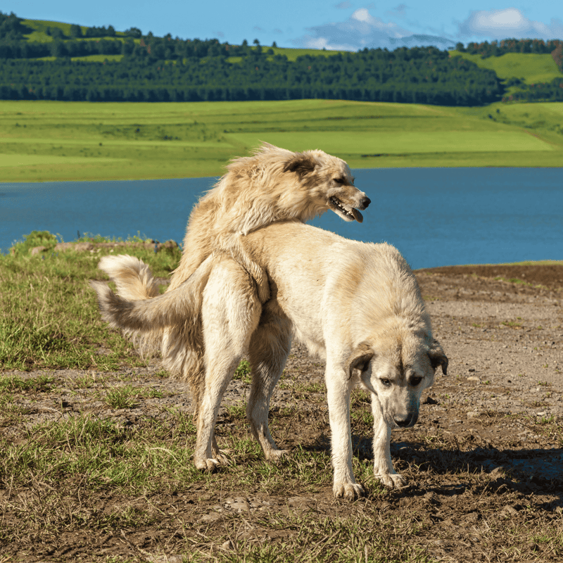 Two dogs playing together near water in a scenic outdoor park.