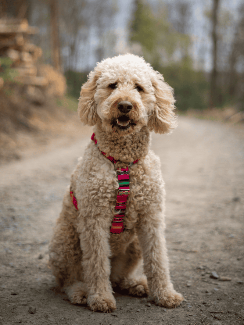 Adorable curly-coated dog wearing a colorful harness during a walk in nature.
