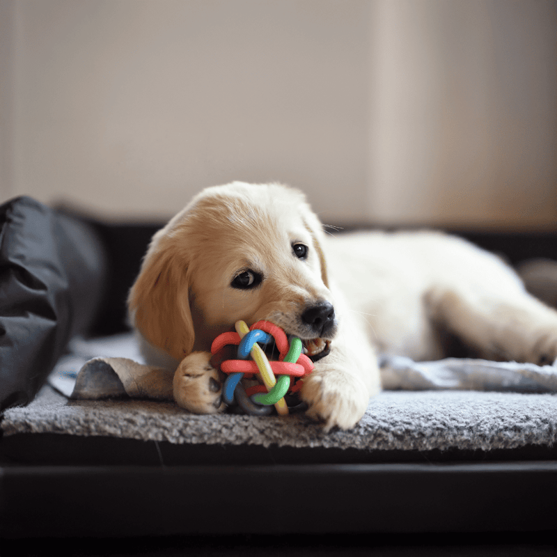 Adorable golden retriever puppy chewing colorful toy on soft bed, indoor setting, playful and cute dog pet.