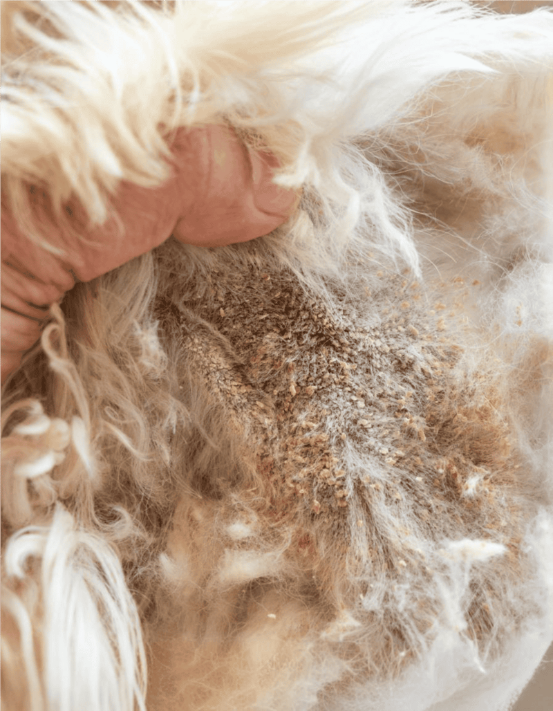 Dog with a herniated disc showing signs of pain and discomfort.