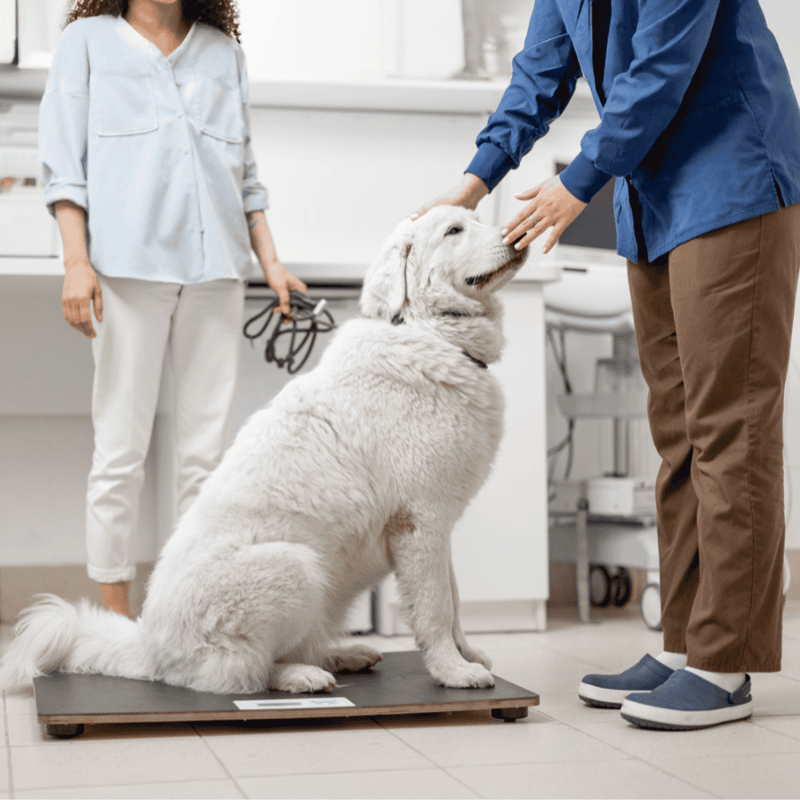 ALT text: Veterinarian weighing a large white dog on a scale in a pet clinic.