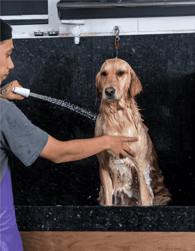 Dog being bathed with water and shampoo in grooming station.