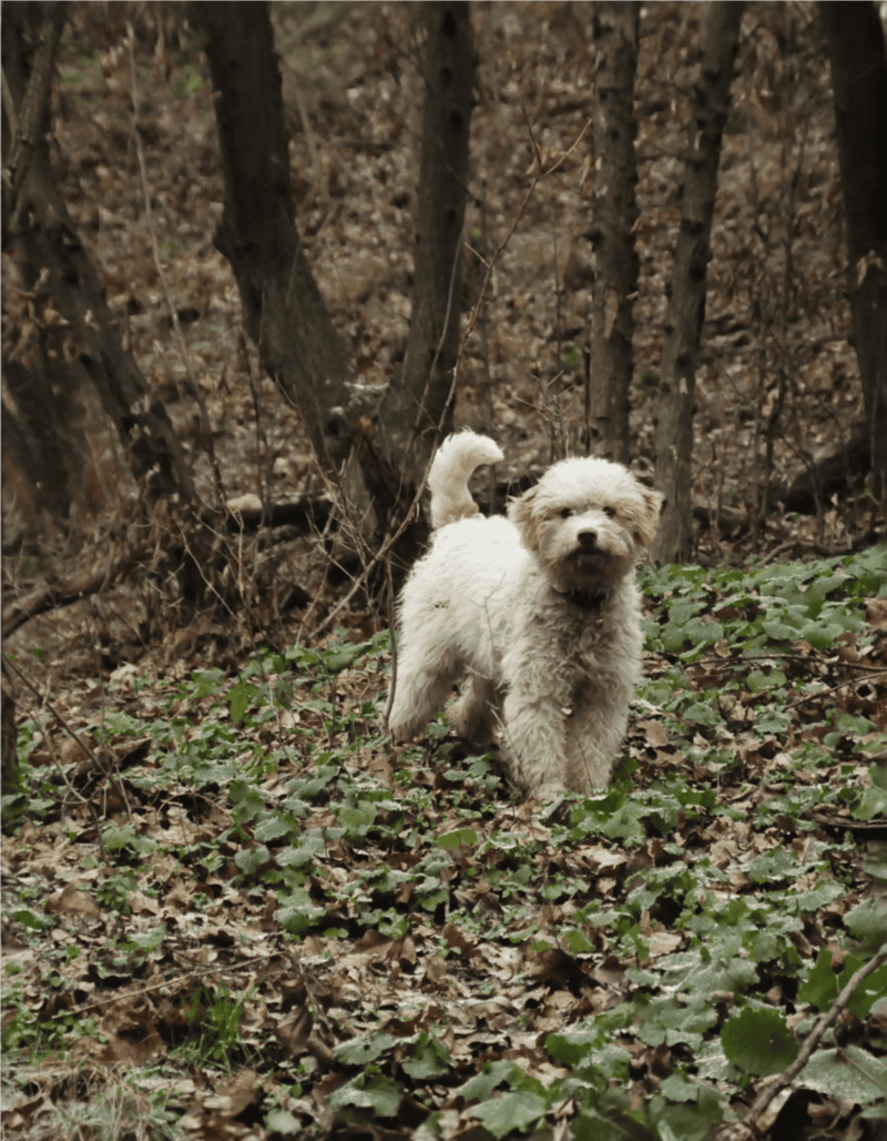 Friendly dog in forest during daytime, surrounded by fallen leaves and green foliage.