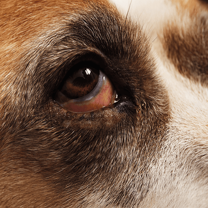 Close-up of a dog's eye showing detailed fur and eye health.