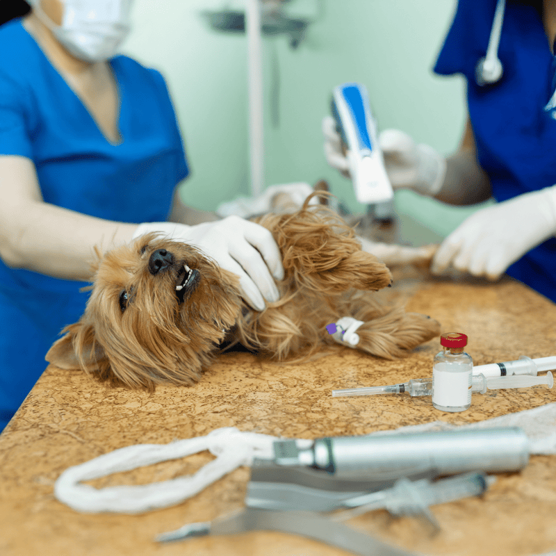Healthy dog receiving emergency veterinary treatment in clinic.