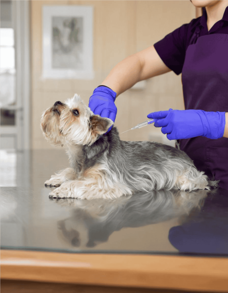 Dog receiving allergy shot at veterinarian clinic.