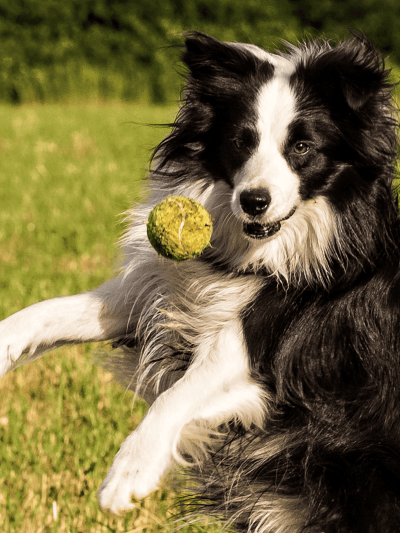 Happy Border Collie catching a tennis ball outdoors, showcasing active dog play and outdoor fun.