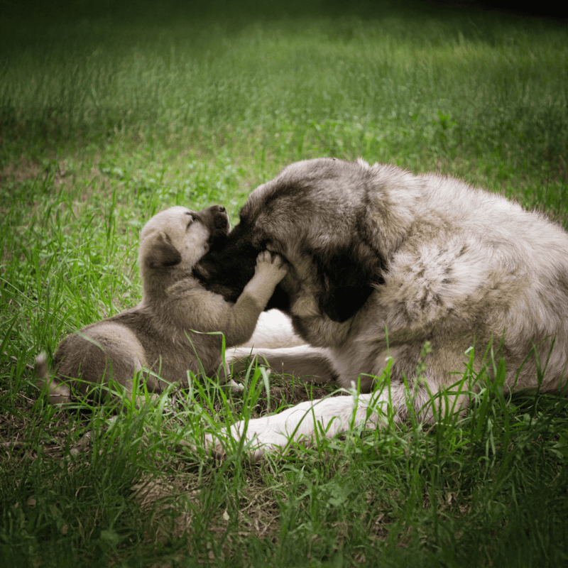 Friendly dog and puppy cuddling in a grassy outdoor setting.