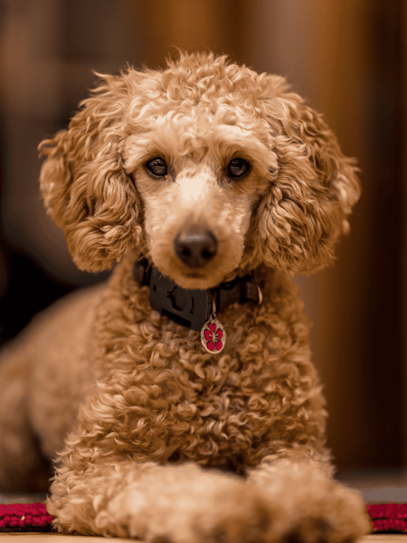 Adorable apricot curly poodle puppy with dark expressive eyes, wearing a black collar and pink heart-shaped tag.