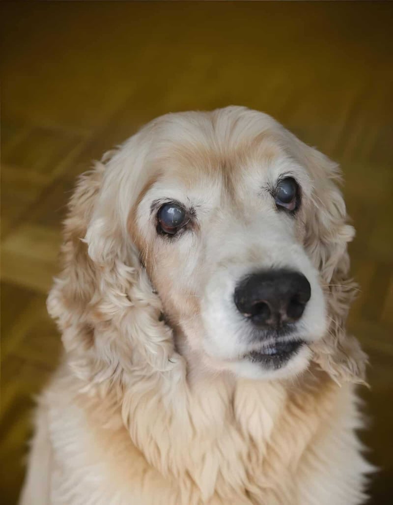 Close-up of an elderly Cocker Spaniel with cloudy eyes, highlighting senior pet care.