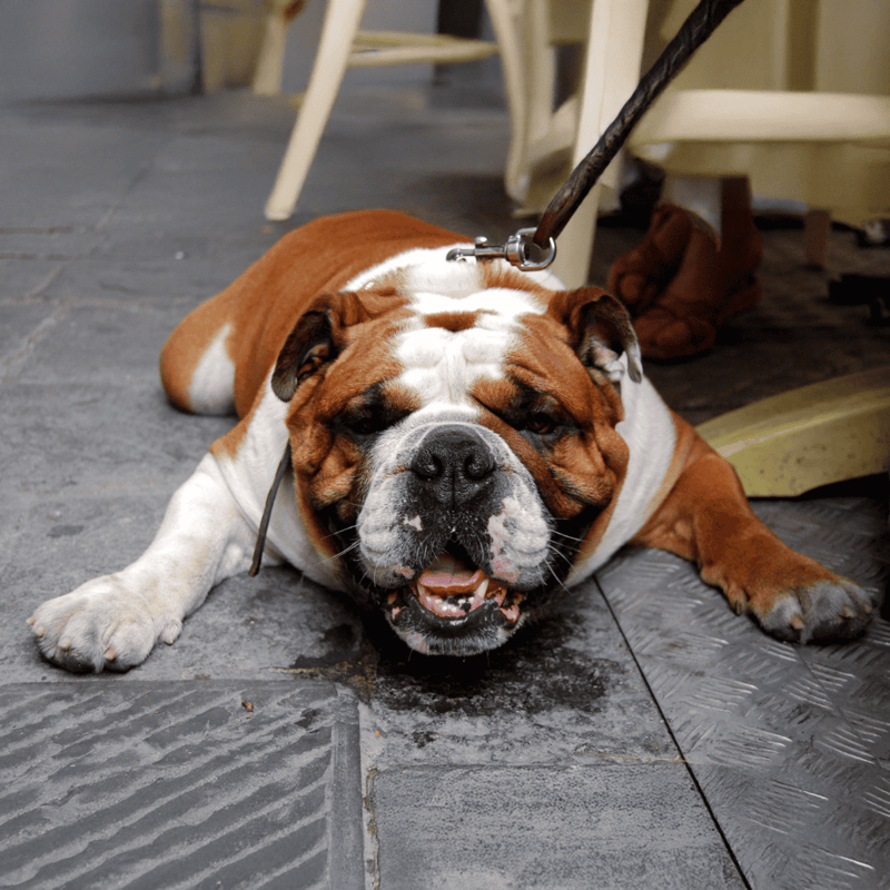 Dog lying on a tiled floor, relaxing with a leash attached.