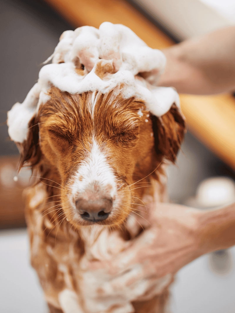 Close-up of a happy dog being bathed with shampoo, enjoying grooming and cleanliness provided by professional pet grooming services.