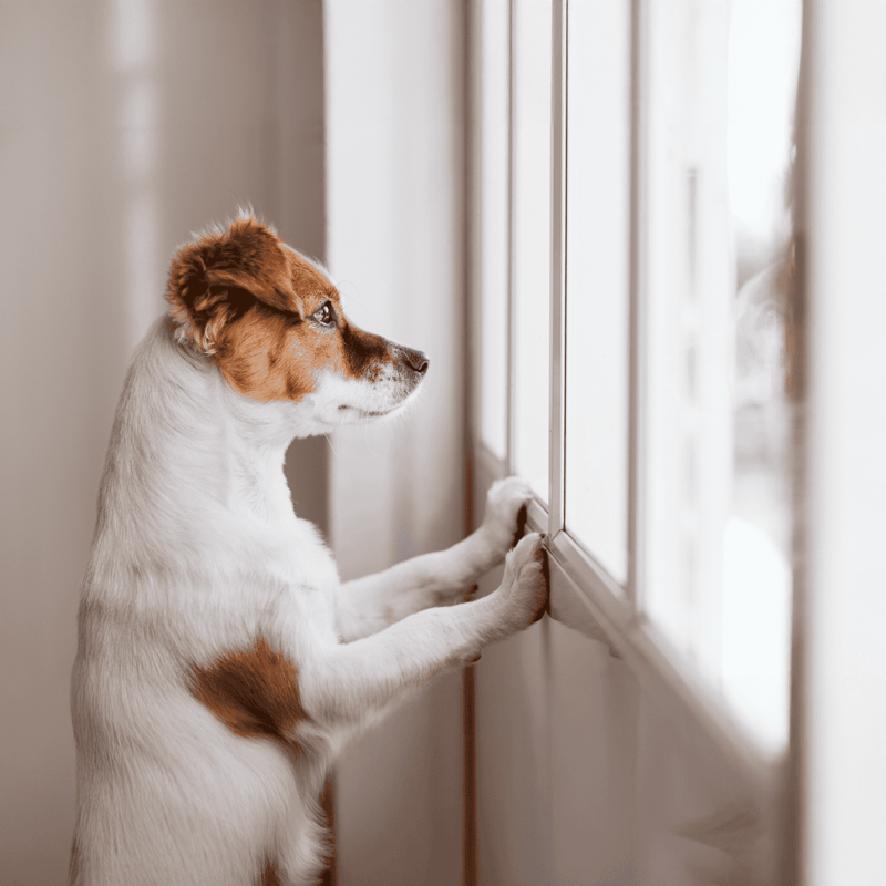 Dog looking out window for companionship, comfort, or curiosity.