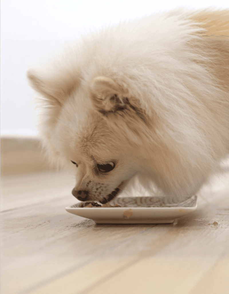 Cute Pomeranian dog enjoying a meal at home.