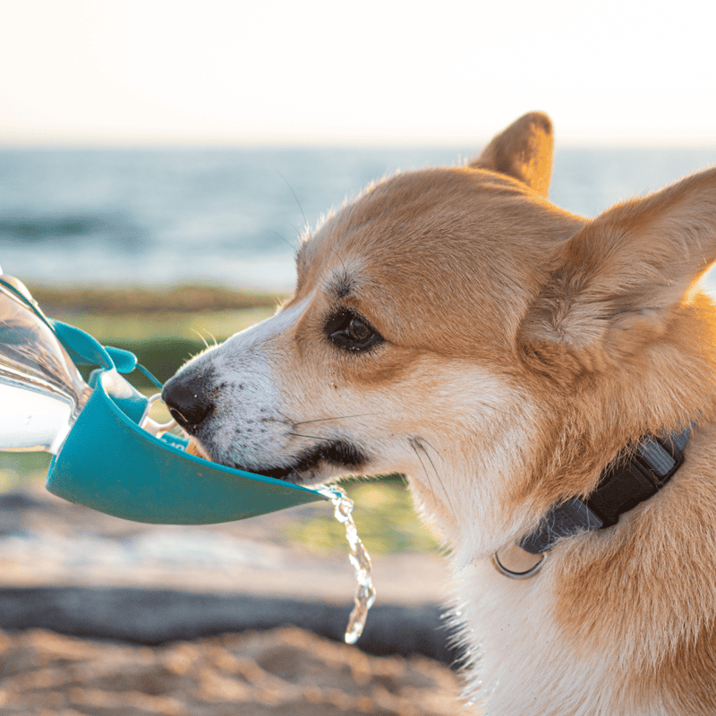 Close-up of a playful dog drinking water from a portable bottle at the beach.