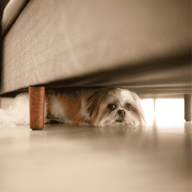 Cute dog peeking out from under a beige sofa, cozy and hiding on the floor.