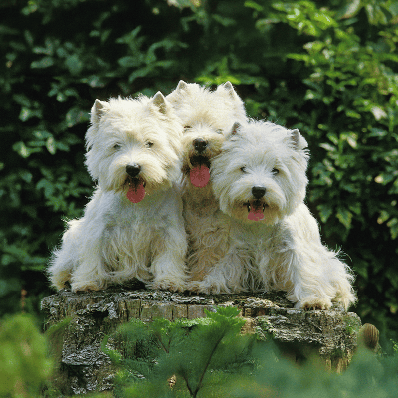 Cute West Highland White Terrier puppies in a lush green outdoor setting.