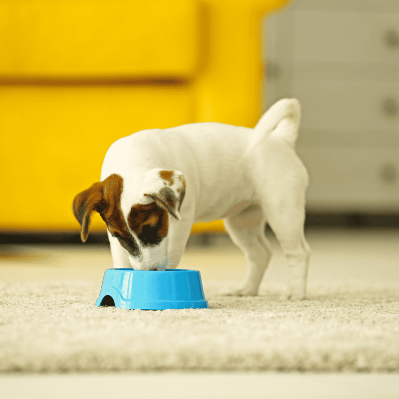Adorable white and brown puppy eating from a blue food bowl indoors. Perfect for dog nutrition and pet care tips.