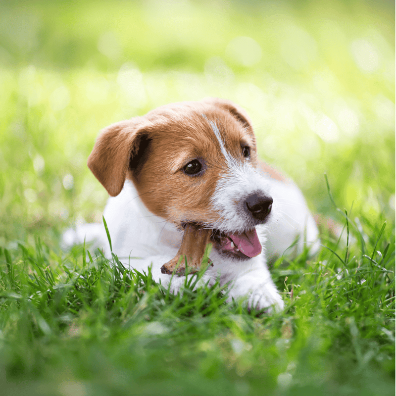 Adorable young dog chewing a bone while lying on fresh green grass under natural sunlight.