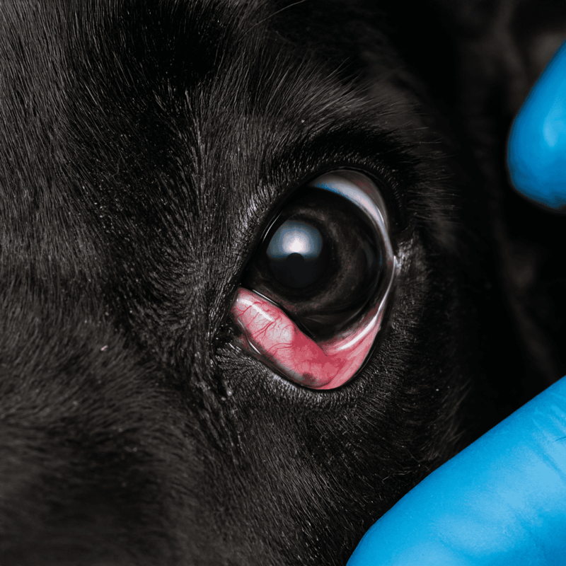 Close-up of a dog's eye during veterinary examination, focusing on eye health and eye care services for pets.
