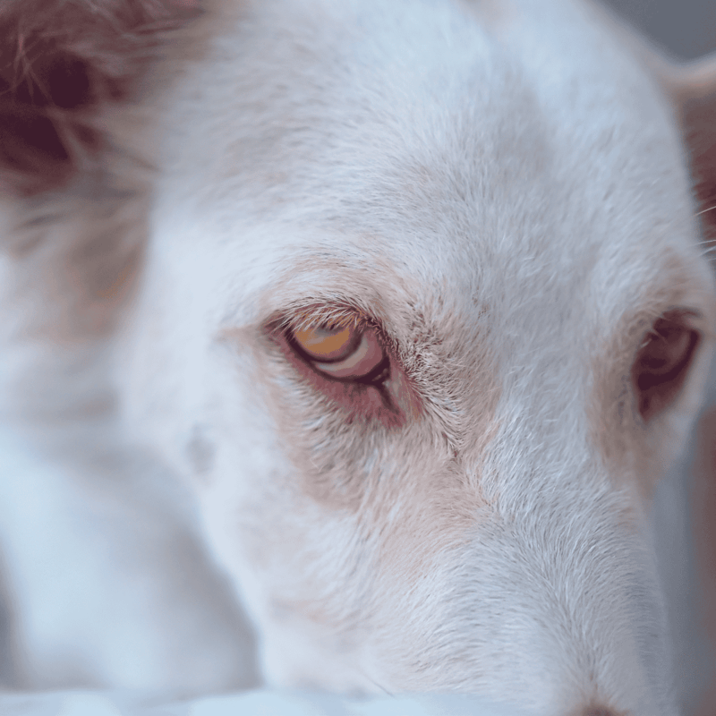 Dog health, wellness, and vet care advice.