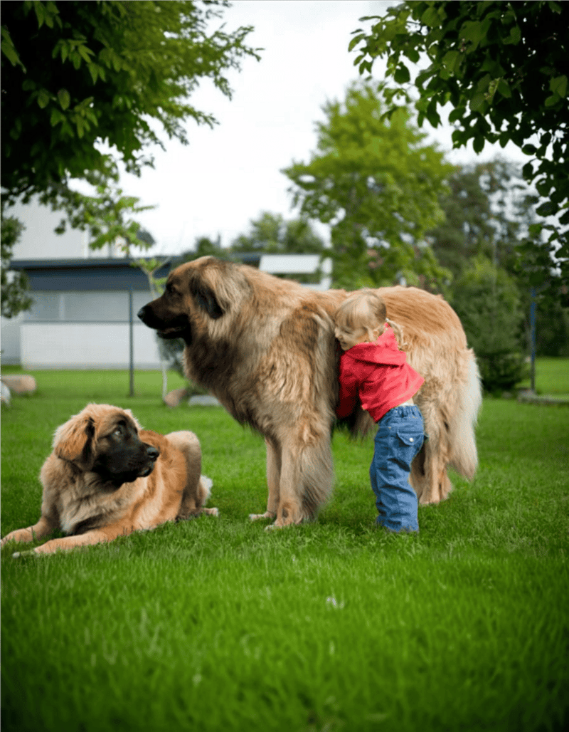 Young child hugging large Tibetan Mastiff dog, dog lying on grass.
