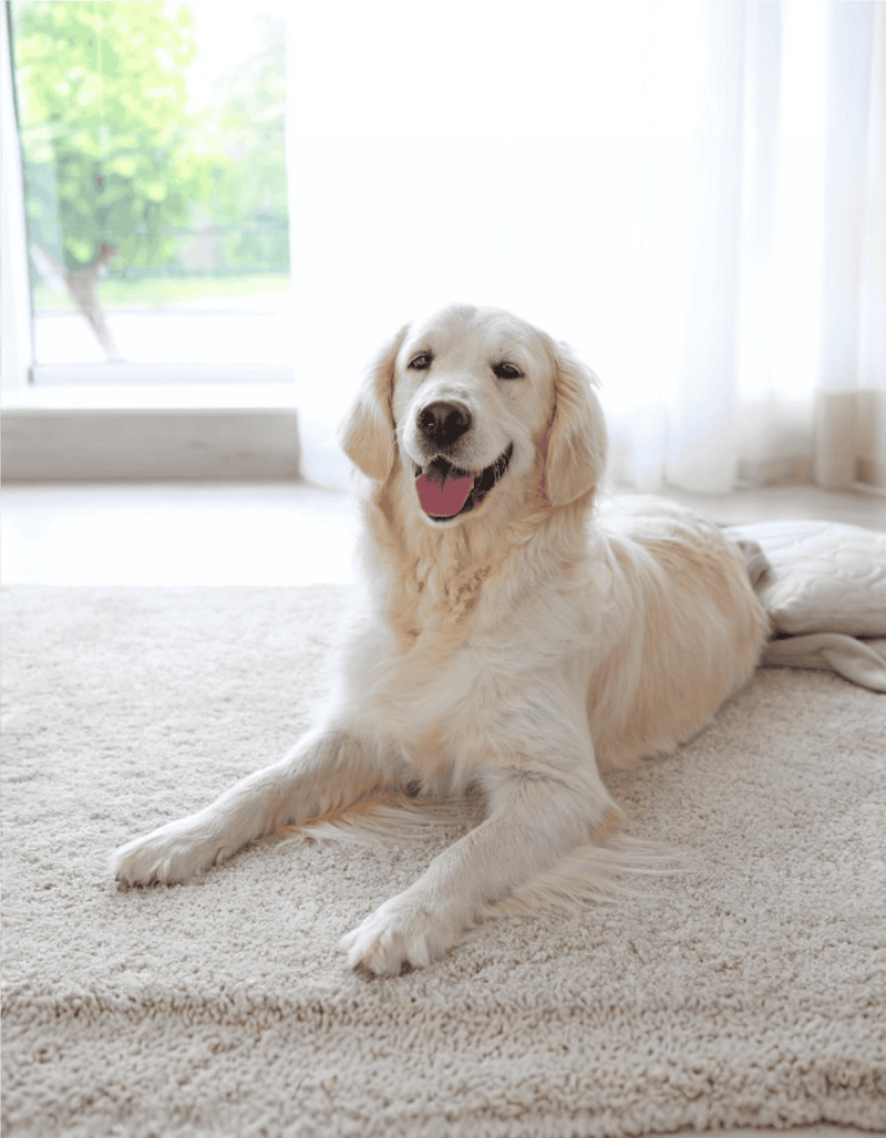 Happy Golden Retriever relaxing indoors near natural sunlight and white curtains.