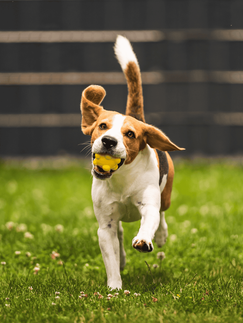 Adorable dog playing fetch with ball outdoors, perfect for dog lovers and pet care enthusiasts.