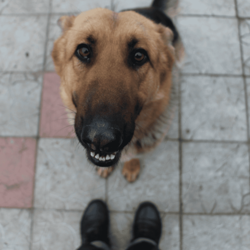Dog looking up with a friendly expression on a tiled floor.