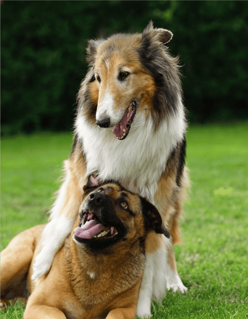 Adorable energetic dogs playing outdoors, enjoying fresh air and companionship.