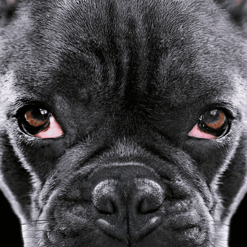Close-up of a black dog's face, highlighting its fur and expressive eyes, perfect for pet grooming and dog health topics.