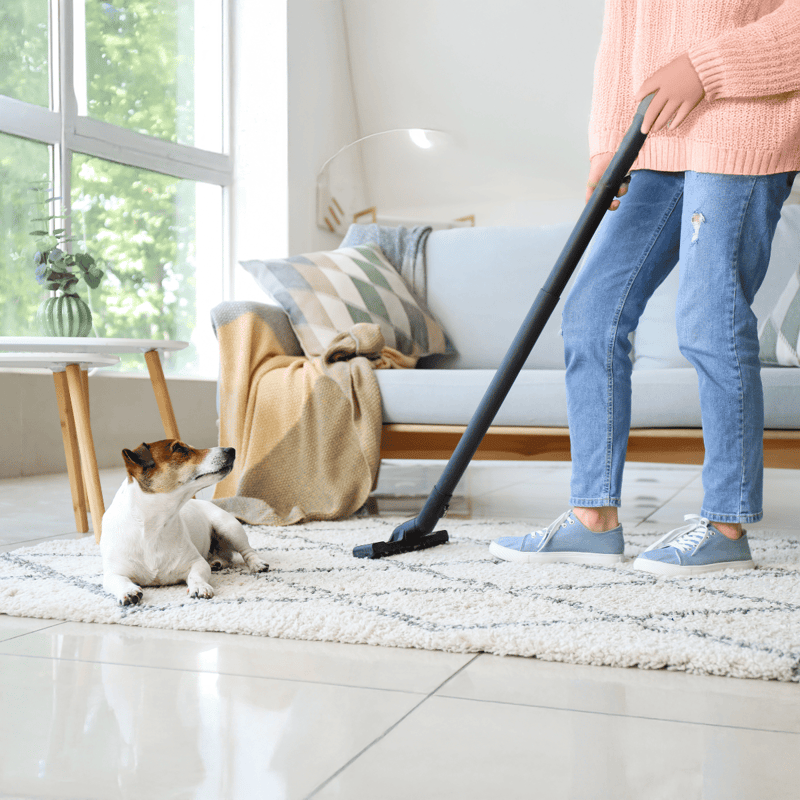 Pet cleaning and grooming services for dogs.